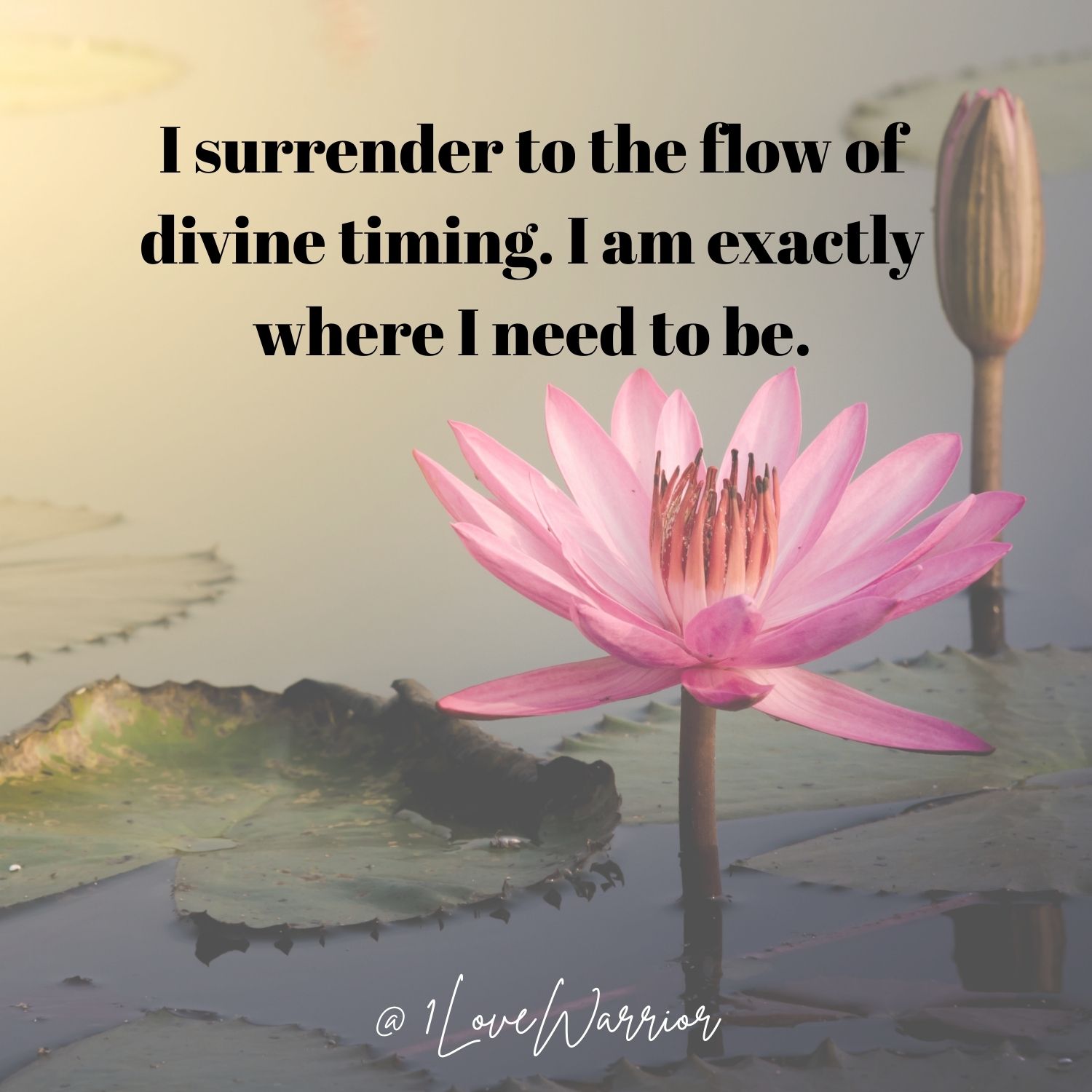 Unity Consciousness & Sovereignty: Living in Alignment with Your Truth